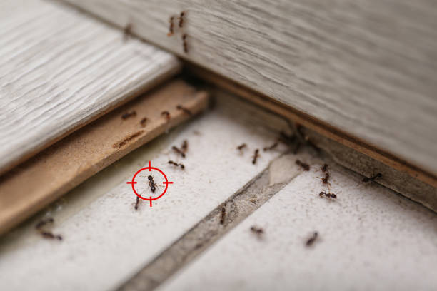Best Pest Control Near Me  in Spring City, UT