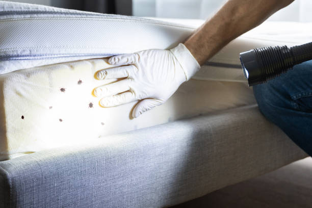 Best Affordable Pest Control Services  in Spring City, UT