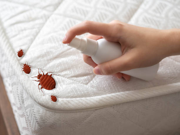 Trusted Spring City, UT Pest Control Experts